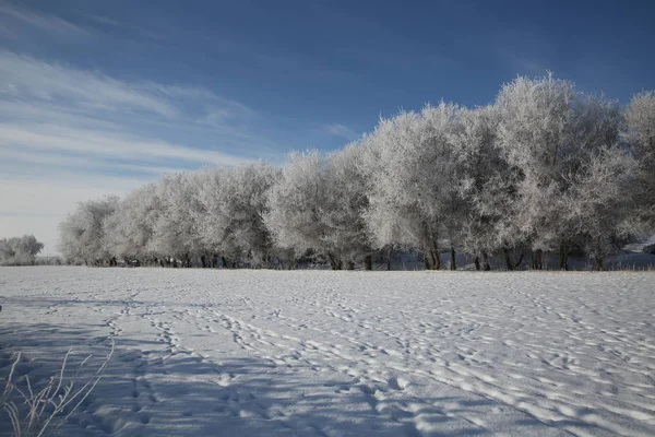 Rimfrost Täckt Träd Och Snötäckt Väg Altay Prefecture Nordvästra Kinas — Stockfoto