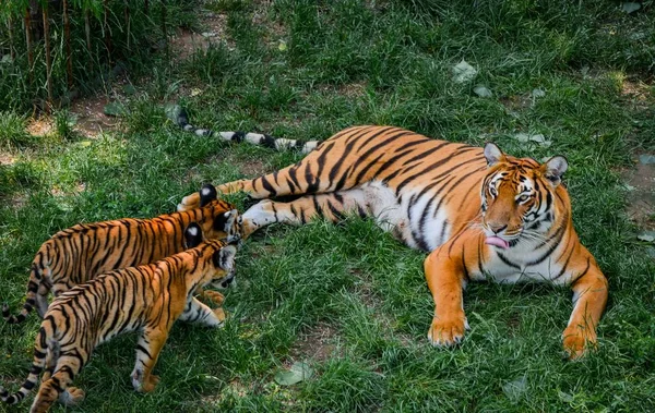 Zwei Tigerbabys Aus Südchina Spielen Mit Ihrer Mutter Einem Brutplatz — Stockfoto