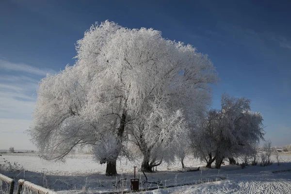 Rimfrost Täckt Träd Och Snötäckt Väg Altay Prefecture Nordvästra Kinas — Stockfoto