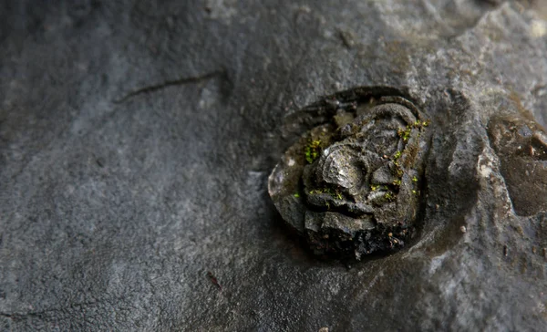 Les Fleurs Pierre Qui Sont Des Nodules Chert Fleurissent Dans — Photo