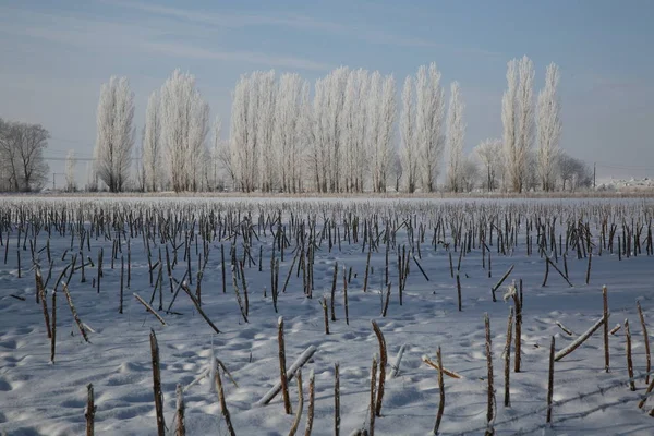 Вид Паморозь Покриті Дерева Сніг Накривав Дорогу Префектурі Altay Північно — стокове фото