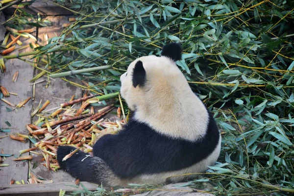 Panda Gigante Meng Lan Come Bambú Bajo Sol Zoológico Beijing —  Fotos de Stock