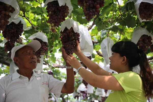 Datei Chinesische Bauern Ernten Trauben Auf Einer Plantage Der Stadt — Stockfoto