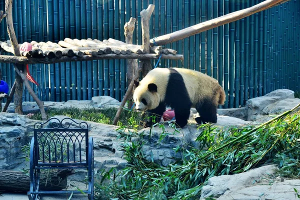 在中国北京动物园 大熊猫孟兰在阳光下吃竹子 — 图库照片
