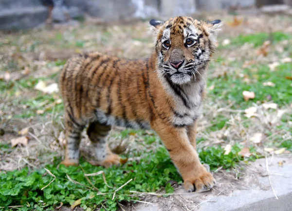 Cucciolo Tigre Della Cina Meridionale Visto Una Base Riproduzione Nel — Foto Stock