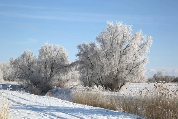 Rimfrost Täckt Träd Och Snötäckt Väg Altay Prefecture Nordvästra Kinas — Stockfoto