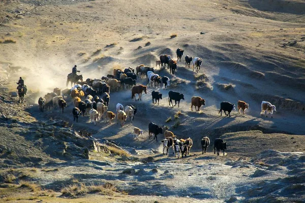 Large Herd Sheep Cattle Move Winter Pasture Seasonal Livestock Migration — Stock Photo, Image