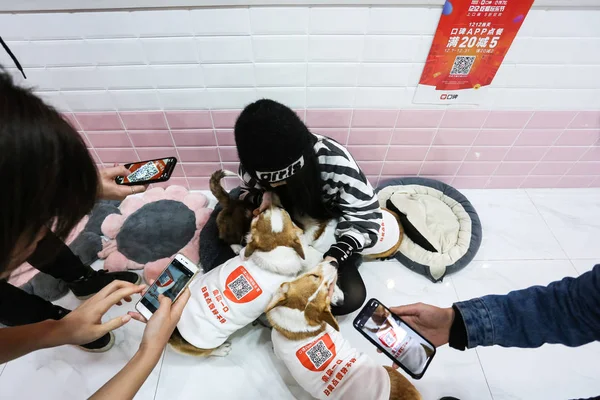 Cliente Interactúa Con Corgis Con Códigos Través Aplicación Móvil Plataforma —  Fotos de Stock