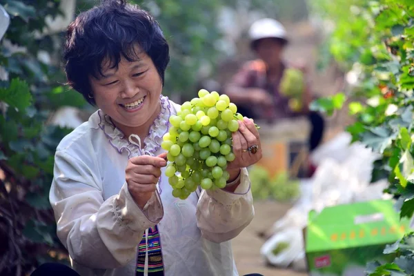 Chinesische Bauern Ernten Trauben Auf Einer Plantage Jiazhai Stadt Chiping — Stockfoto