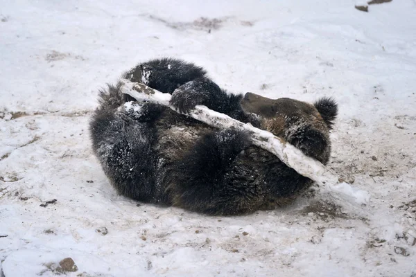Brown Bear Plays Stick Snowfall Zoo Qingdao City East China — Stock Photo, Image