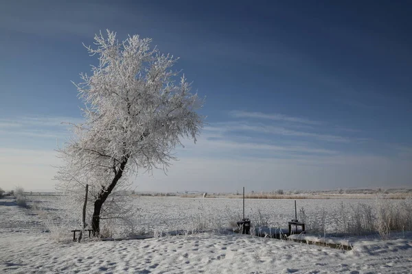 Rimfrost Täckt Träd Och Snötäckt Väg Altay Prefecture Nordvästra Kinas — Stockfoto