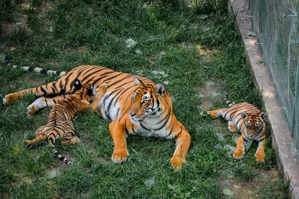 Δύο Μικρά Τίγρη Της Νότιας Κίνας Παίζουν Μητέρα Τους Μια — Φωτογραφία Αρχείου