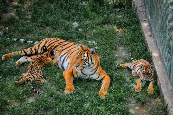 Dwa South China Tiger Cubs Gra Matką Bazie Hodowlanej Luoyang — Zdjęcie stockowe