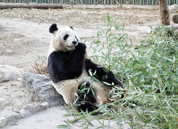 Panda Gigante Come Bambu Zoológico Pequim Pequim China Dezembro 2018 — Fotografia de Stock