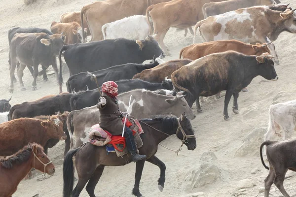 Een Grote Kudde Schapen Vee Verhuizen Naar Een Winter Weide — Stockfoto