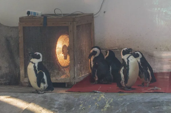 Aquecedor Colocado Recinto Pinguim Para Aquecer Pinguins Africanos Zoológico Chengdu — Fotografia de Stock