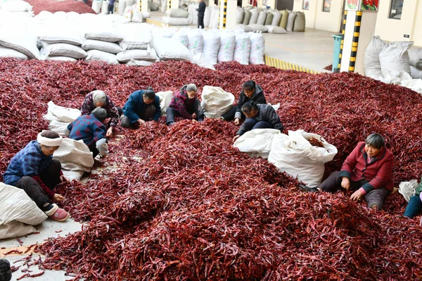 Los Trabajadores Están Ocupados Empacando Chiles Ciudad Zunyi Provincia Guizhou — Foto de Stock