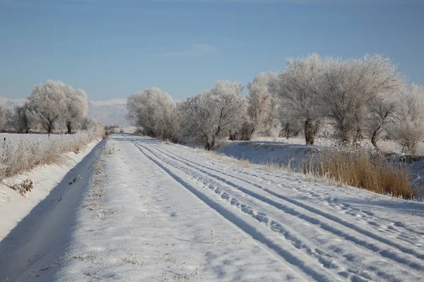 Rimfrost Täckt Träd Och Snötäckt Väg Altay Prefecture Nordvästra Kinas — Stockfoto