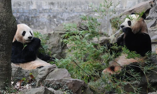 Jättepandor Chengjiu Och Shuanghao Äter Bambu Hangzhou Zoo Hangzhou City — Stockfoto