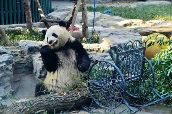 Panda Gigante Meng Lan Come Bambú Bajo Sol Zoológico Beijing —  Fotos de Stock