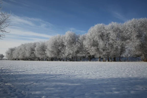 Una Vista Los Árboles Cubiertos Rimas Carretera Cubierta Nieve Prefectura —  Fotos de Stock