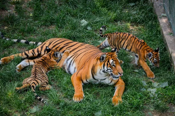 Dos Cachorros Tigre Del Sur China Juegan Con Madre Una — Foto de Stock