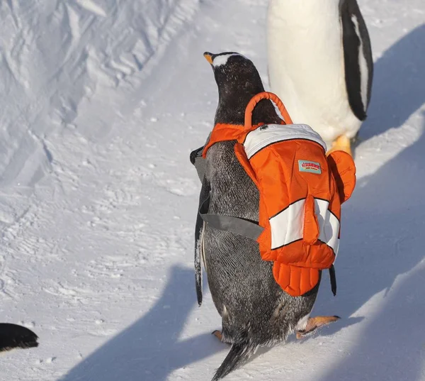 Pingüino Que Lleva Una Bolsa Juega Con Otros Nieve Ciudad — Foto de Stock