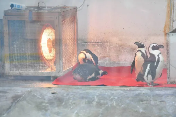 Coloca Calentador Eléctrico Recinto Del Pingüino Para Calentar Pingüinos Africanos — Foto de Stock