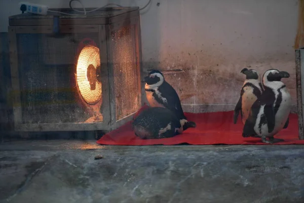 Электрический Обогреватель Установлен Корпусе Пингвина Разогреть Африканских Пингвинов Зоопарке Чэнду — стоковое фото