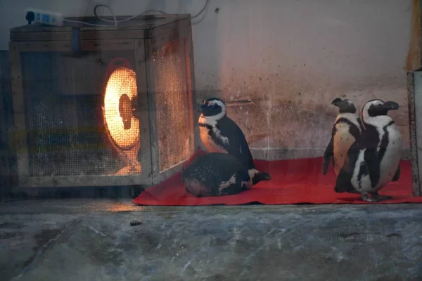 Aquecedor Elétrico Colocado Recinto Pinguim Para Aquecer Pinguins Africanos Zoológico — Fotografia de Stock