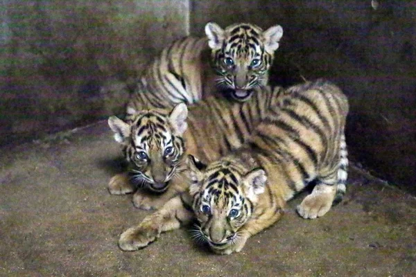 Новорожденные Бенгальские Тигры Родившиеся Бенгальского Тигра Нан Нана Изображены Шанхайском — стоковое фото