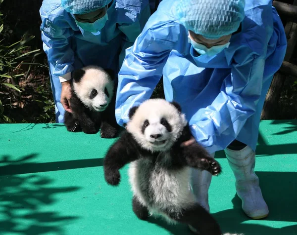 Los Cuidadores Panda Chinos Exhiben Cachorros Panda Gigantes Nacidos 2018 — Foto de Stock