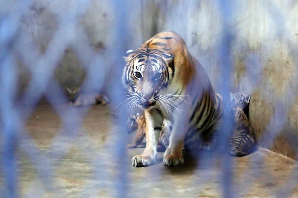 Tigre Bengala Nan Nan Que Dio Luz Cuatro Cachorros Recién —  Fotos de Stock