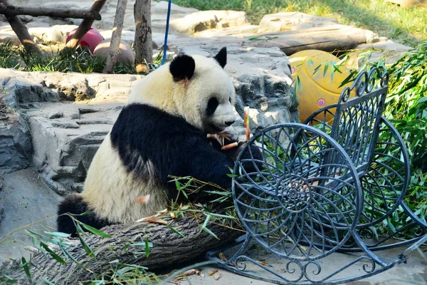 ジャイアント パンダ孟 Lan 2018 日中国北京市に北京動物園で太陽の下で竹を食べる — ストック写真