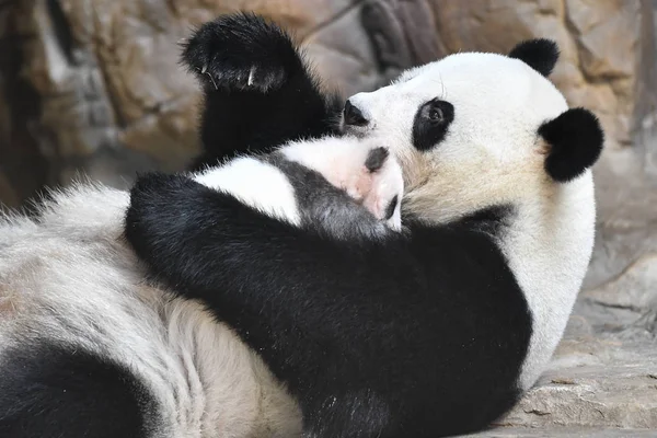 Reuzenpanda Cub Lange Zai Afgebeeld Met Haar Moeder Lange Lange — Stockfoto