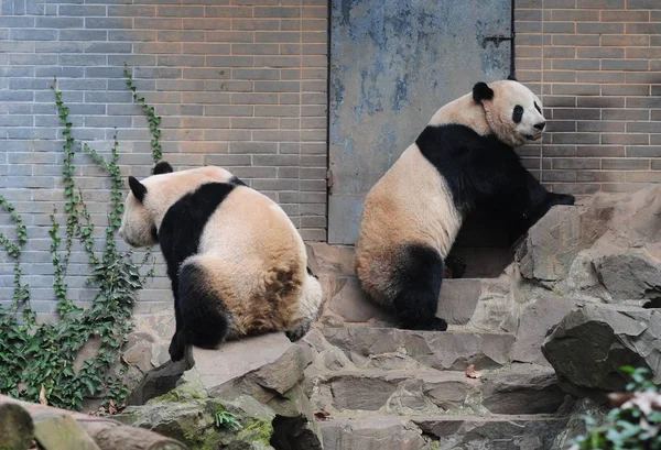 Riesenpandas Chengjiu Und Shuanghao Amüsieren Sich Zoo Von Hangzhou Der — Stockfoto