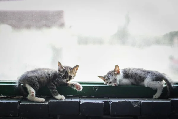 Cats Live Cat Paradise Suburb Zhengzhou City Central China Henan — Stock Photo, Image