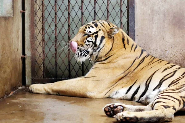 Bengal Tiger Nan Nan Which Gave Birth Four Newborn Bengal — Stock Photo, Image