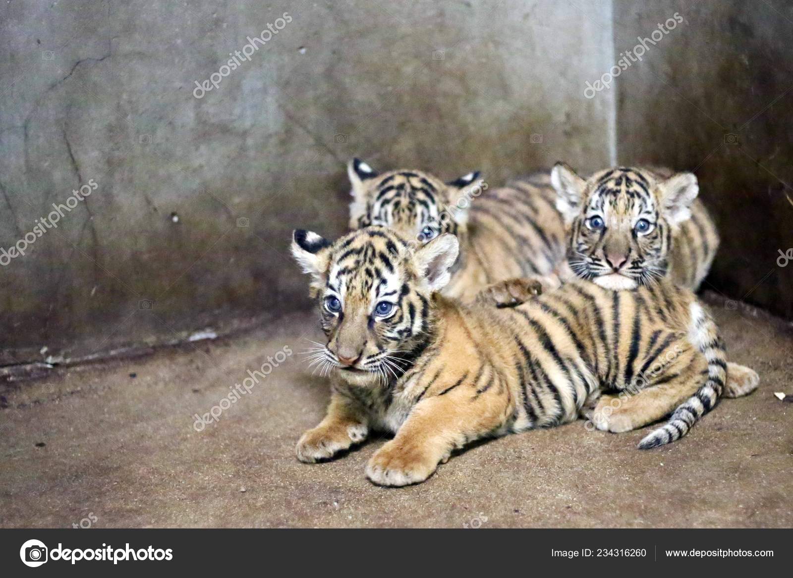 Bilder zum Thema Baby Tiger | Kostenlose Bilder auf Unsplash herunterladen, image size:1600x1167