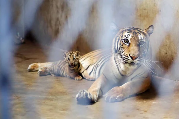 Tigre Bengala Nan Nan Cuida Sus Cuatro Cachorros Recién Nacidos —  Fotos de Stock