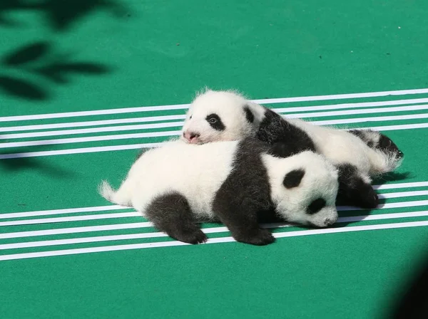 Cachorros Panda Gigantes Nacidos 2018 Exhiben Durante Evento Público Base —  Fotos de Stock