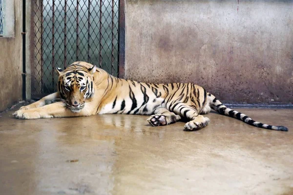 Tigre Bengala Nan Nan Que Dio Luz Cuatro Cachorros Recién —  Fotos de Stock