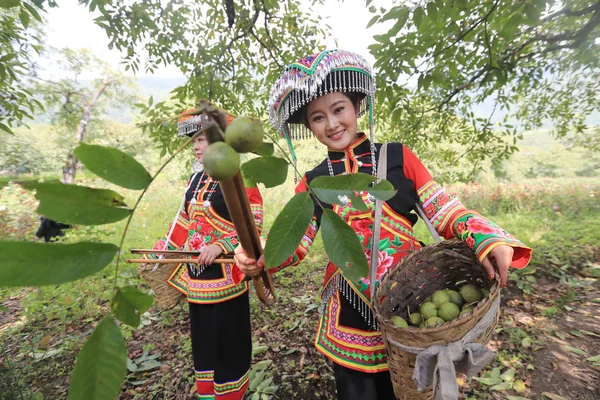 Chinesische Frauen Der Volksgruppe Der Traditionellen Trachten Und Kopfbedeckungen Pflücken — Stockfoto