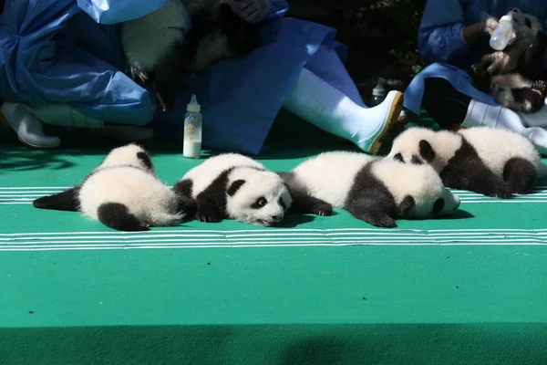 Los Cuidadores Panda Chinos Exhiben Cachorros Panda Gigantes Nacidos 2018 —  Fotos de Stock