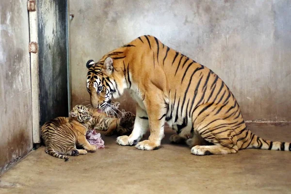 Tigre Bengala Nan Nan Cuida Sus Cuatro Cachorros Recién Nacidos —  Fotos de Stock