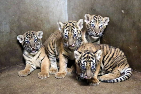 Los Cachorros Recién Nacidos Tigre Bengala Que Nacieron Del Tigre —  Fotos de Stock