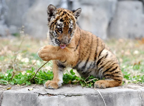 Cachorro Tigre Del Sur China Una Base Cría Parque Luoyang —  Fotos de Stock