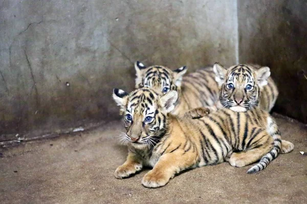 在中国上海上海动物园 由孟加拉虎南南出生的新生孟加拉虎幼崽合影 — 图库照片