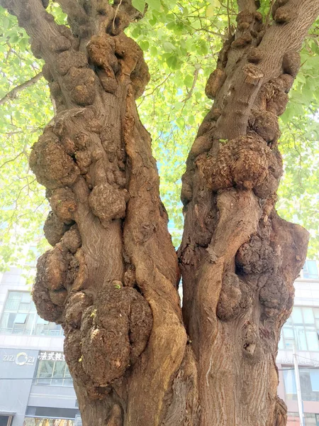 Vista Uma Árvore Com Burls Superfície Seu Caminhão Uma Rua — Fotografia de Stock