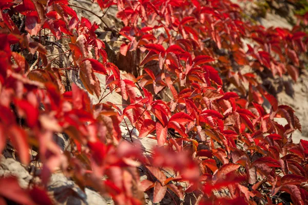 Mountain Covered Virginia Creeper Plants Fall Color Mentougou Section China — Stock Photo, Image